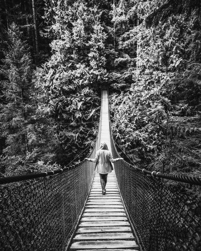 Suspension bridge in forest